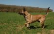 malinois
