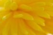 yellow flower chrysanthemum