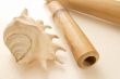 sea shell. Stillife