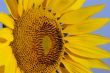 yellow sunflower