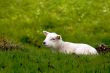 cute baby sheep