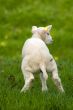 cute little lamb is urinating