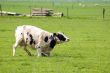 cow is standing up in a fresh meadow