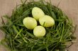 Close-up of grass nest with eggs