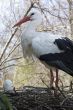 Stork in the nest