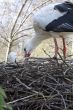 Stork in the nest