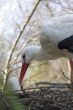 Stork in the nest
