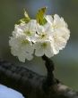 cherry blossom_02