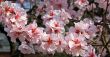 cherry blossom