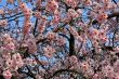cherry blossom