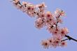 cherry blossom