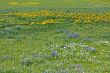 Spring field