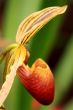 Paphiopedilum Orchid