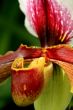 Paphiopedilum Orchid