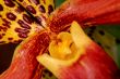 Paphiopedilum Orchid
