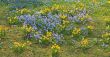 Spring field