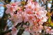cherry blossom