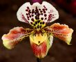 Paphiopedilum Orchid