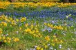Spring field