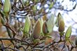 Magnolia
