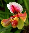 Paphiopedilum Orchid