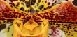 Paphiopedilum Orchid