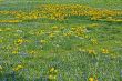Spring field