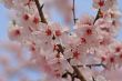 cherry blossom
