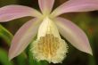 Japan orchid (Pleione formosana)