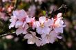 cherry blossom