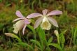 Japan orchid (Pleione formosana)