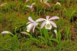 Japan orchid (Pleione formosana)