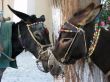 two donkeys in greece