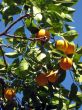 orange tree