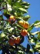 orange tree