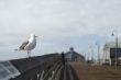 Imperial Beach Pier