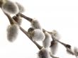 twigs of  pussy willow on white