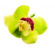 beautiful  orchid isolated on  white background. with clipping p