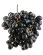 wet grape on white