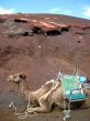 camel and a volcanic landscape