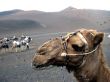camel and a volcanic landscape