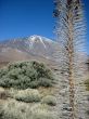 volcano Teide in Tenerife