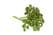 Parsley green leaf closeup on white background