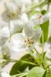 pear flowers macro