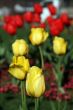 beautiful tulips, beautiful flowers
