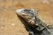 Iguana