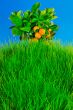 Orange Tree