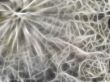 Abstract fractal spawn grunge background