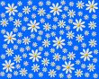 colorful flowers