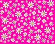 colorful flowers